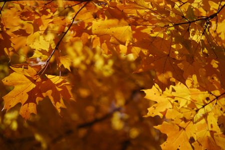 Fall Leaves