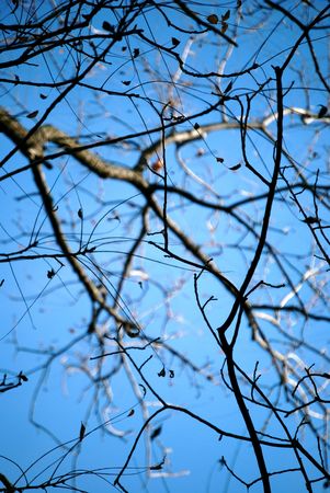 Bare Branches in Late Fallの写真素材