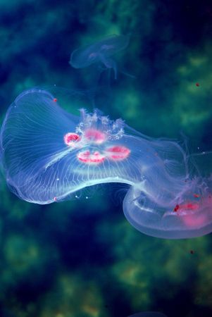 Jellyfishの写真素材