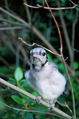 Fledgling Bluejay in Springの写真素材