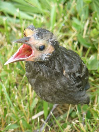 Fledgling in Springの写真素材
