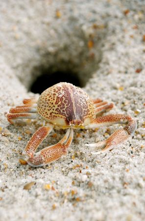 Crabの写真素材