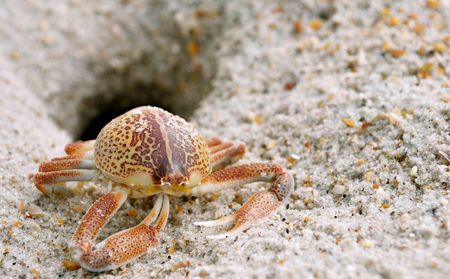 Crabの写真素材
