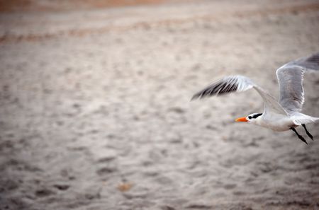 Seagull Flying Over the Beach