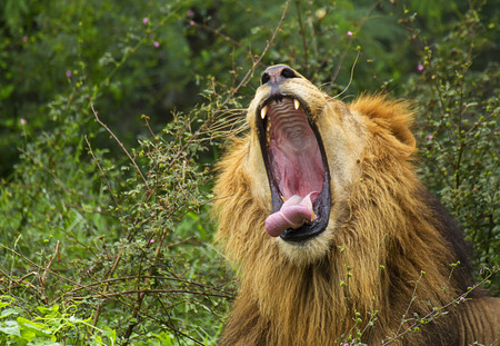 Yawning Lion with mouth open wideの写真素材