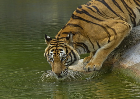 Thirsty Tigerの写真素材