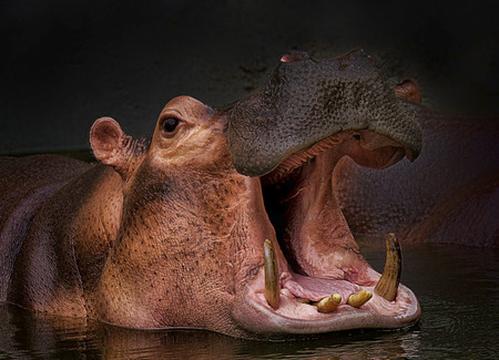 portrait of a hippoの写真素材