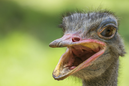 Ostrich Headの写真素材