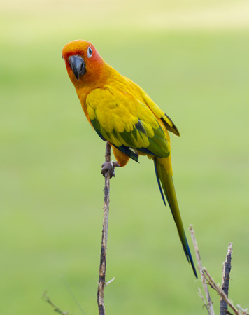 Yellow parrotの写真素材