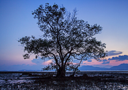 mangrove tree at sunset