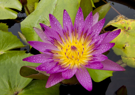 water lily in the pondの写真素材