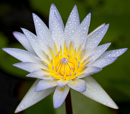 water lily in the pondの写真素材