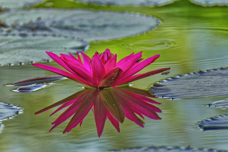 water lily in the pondの写真素材