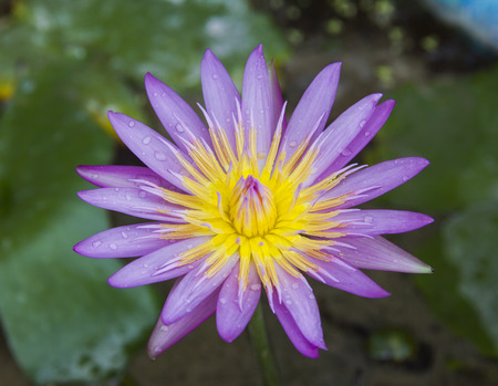 water lily in the pondの写真素材
