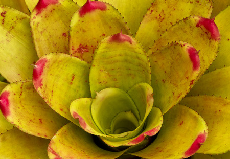 decoration garden plantの写真素材