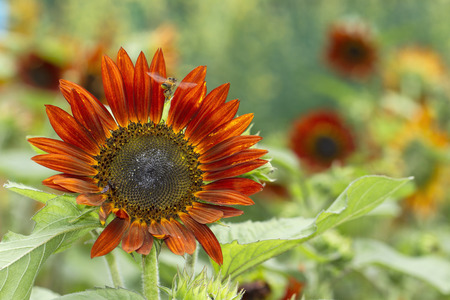 orange sunflowerの写真素材