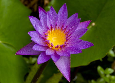 water lily in the pondの写真素材