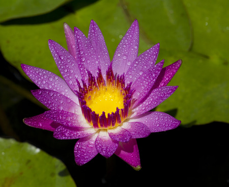 water lily in the pondの写真素材