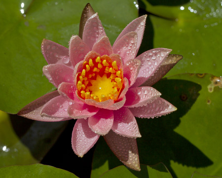 water lily in the pondの写真素材