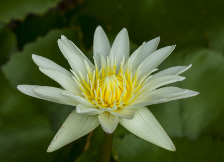 water lily in the pondの写真素材