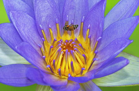 water lily in the pondの写真素材