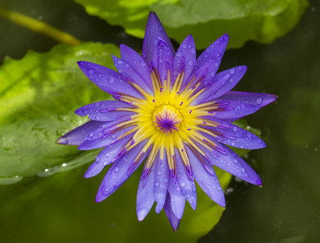 water lily in the pondの写真素材