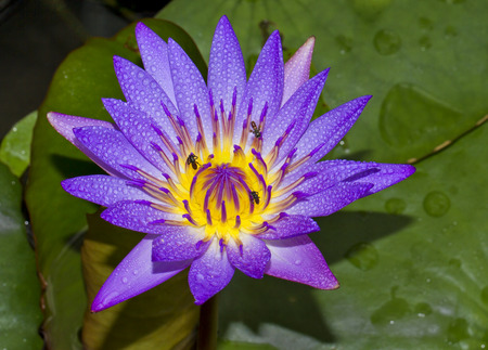 water lily in the pondの写真素材