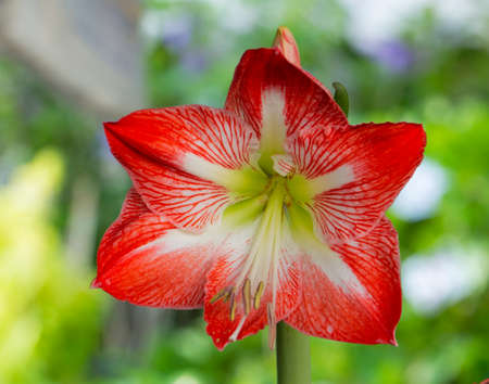 red flowerの写真素材