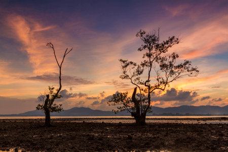 mangrove tree at sunsetの写真素材
