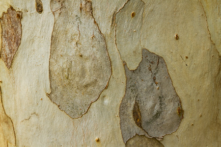 Tree Textureの写真素材