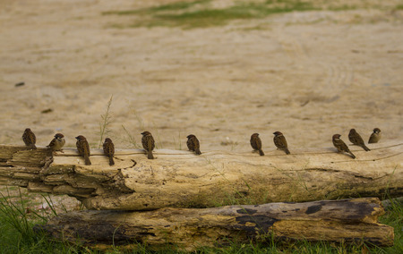 Queue Birds