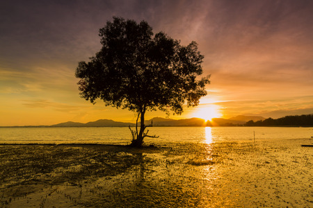 Mangrove Tree at Sunsetの写真素材