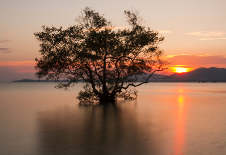 Mangrove Tree at Sunsetの写真素材