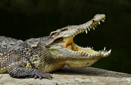 Crocodile