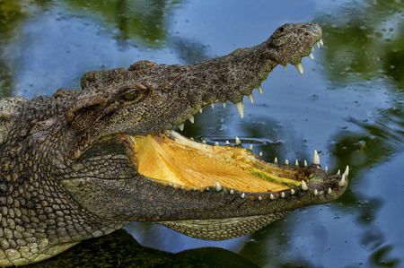 Crocodileの写真素材