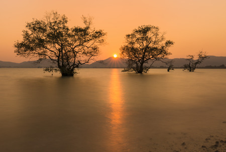 Mangrove Tree at Sunsetの写真素材