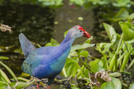 Flightless Takaheの写真素材