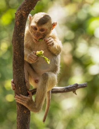 monkey eating fruitの写真素材