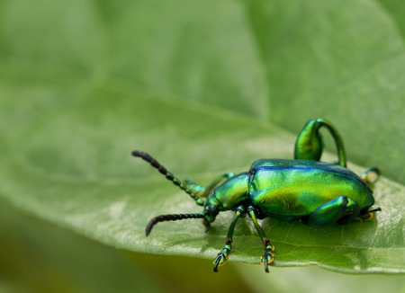 green bug on a leaf