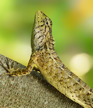 Iguana