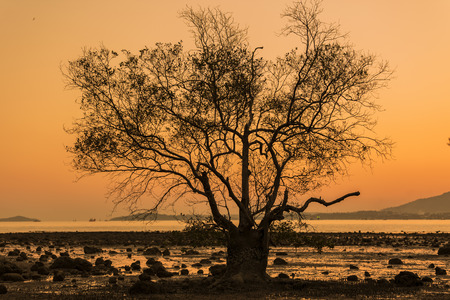 orange sunsetの写真素材