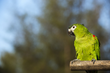 green parrotの写真素材