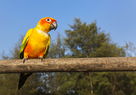 yellow parrot
