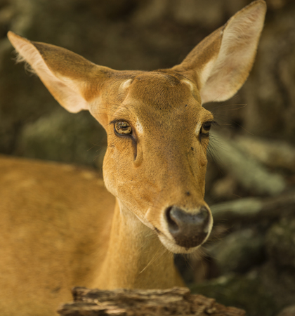 deer headの写真素材