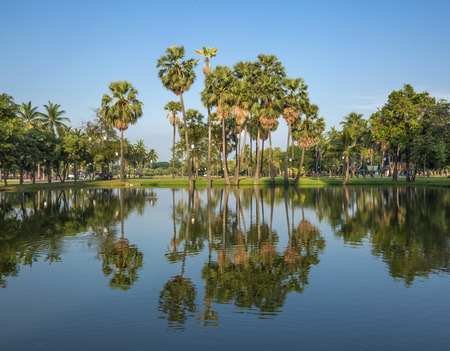 Palm Reflectionの写真素材