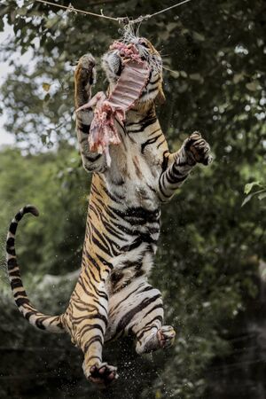 tiger jump to eat meat