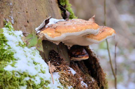 mushrooms on tree