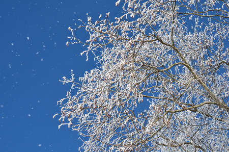 Snow on treeの写真素材