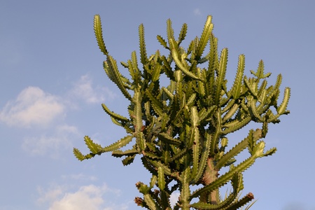 cactus plant specie against blue sky   の写真素材