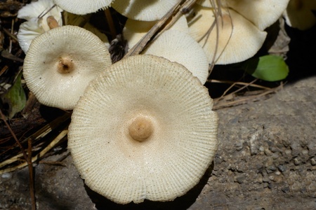 closeup image of uncultured mushroom vegetable .の写真素材